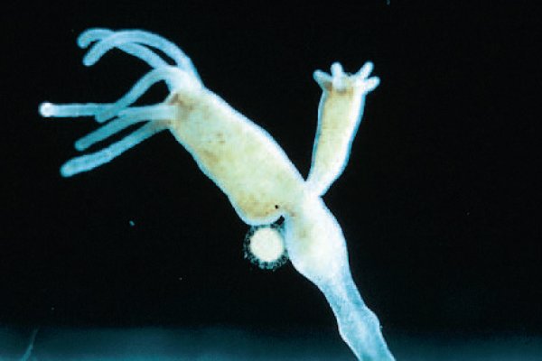 Как использовать kraken зеркало