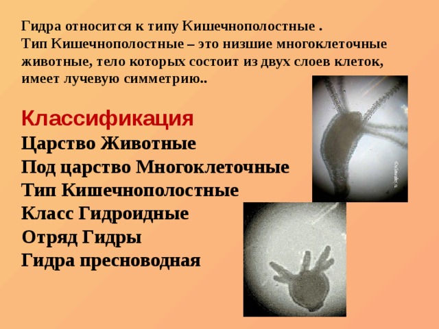 Сайт кракена актуальный